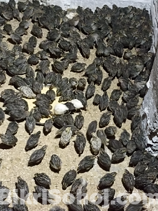 কোয়েল পাখির বাচ্চা বিক্রয় বিজ্ঞপ্তি